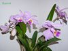 Cattleya lueddemanniana 